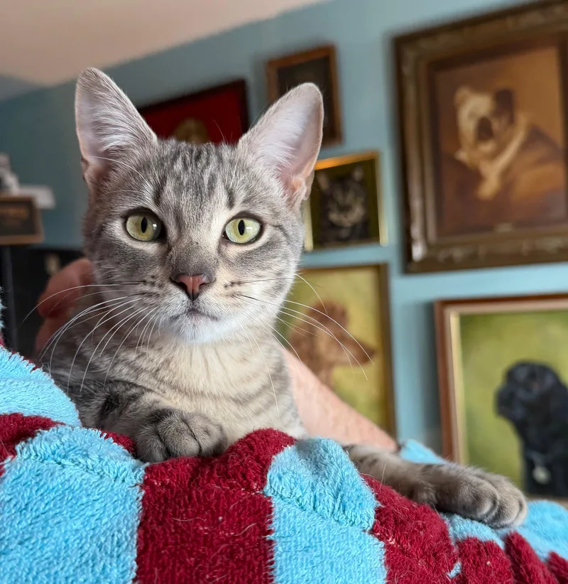 Shirley Chisholm thumbnail 3