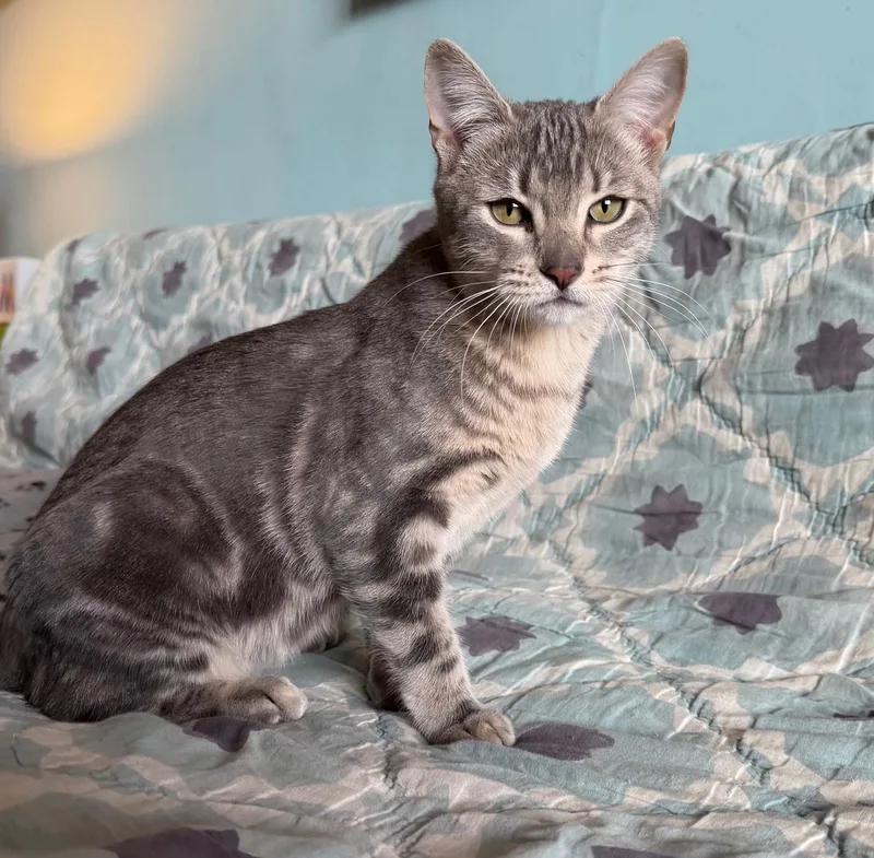 Shirley Chisholm thumbnail 6