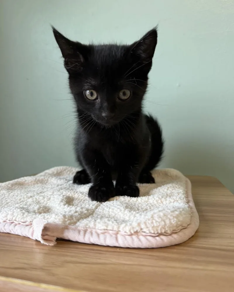 A baby medium-sized female Domestic Short Hair cat named Sandy for adoption in Fort Leavenworth, KS