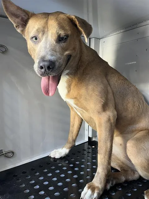 A young medium-sized female Mixed Breed dog named Teeter for adoption in Palmetto, FL