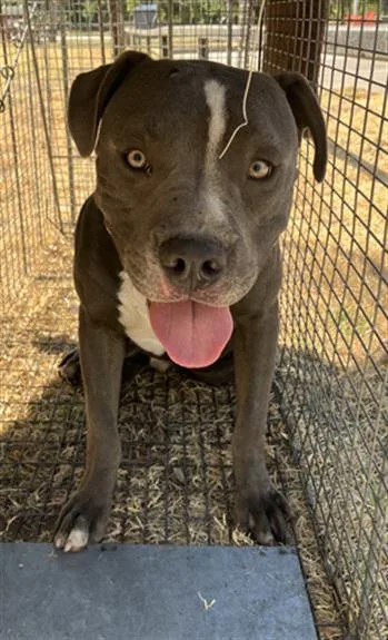 A young medium-sized male Mixed Breed dog named Spinner for adoption in Dallas, TX