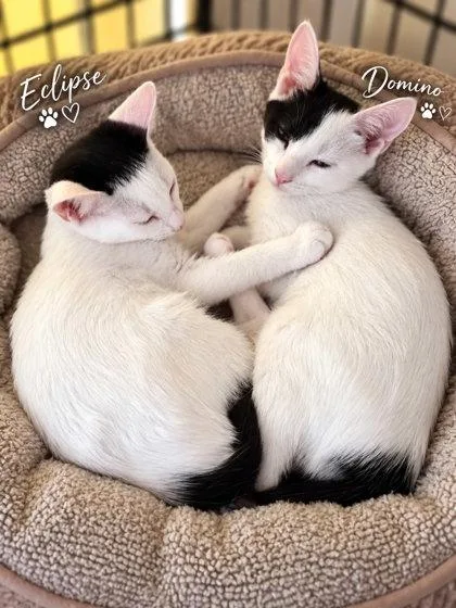A baby small-sized female White Domestic Short Hair cat named Eclipse for adoption in New York, NY