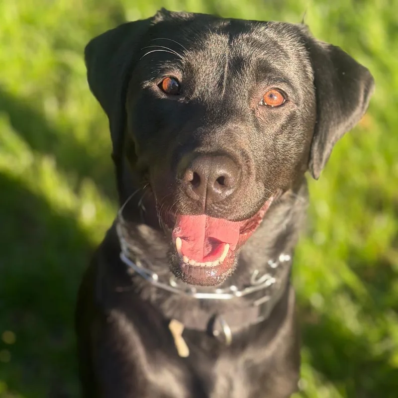 A young large-sized male Black Labrador Retriever dog named Delta for adoption in Centralia, WA