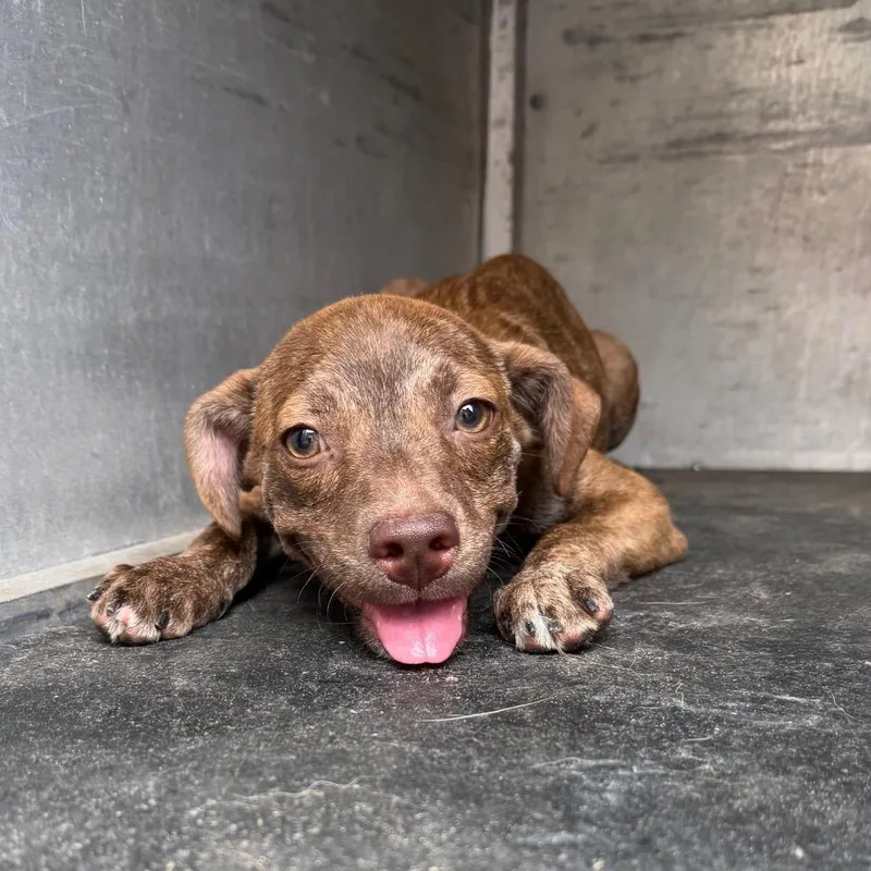 A baby medium-sized male Brown / Chocolate Mixed Breed dog named Quentin for adoption in Edinburg, TX