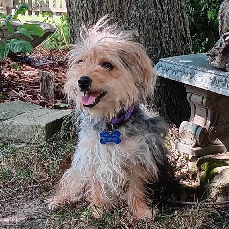 A young small-sized male Black Yorkshire Terrier dog named Cannoli for adoption in Middleburg Heights , OH