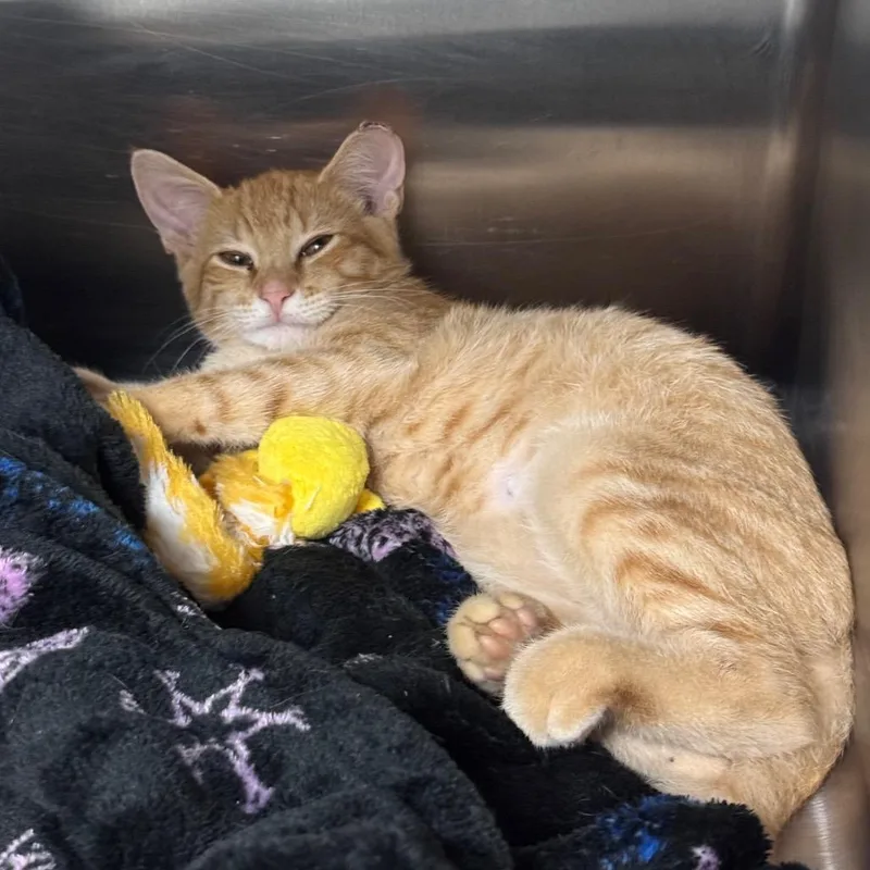 A baby small-sized male Orange / Red Domestic Short Hair cat named Orzo for adoption in Middleburg, FL