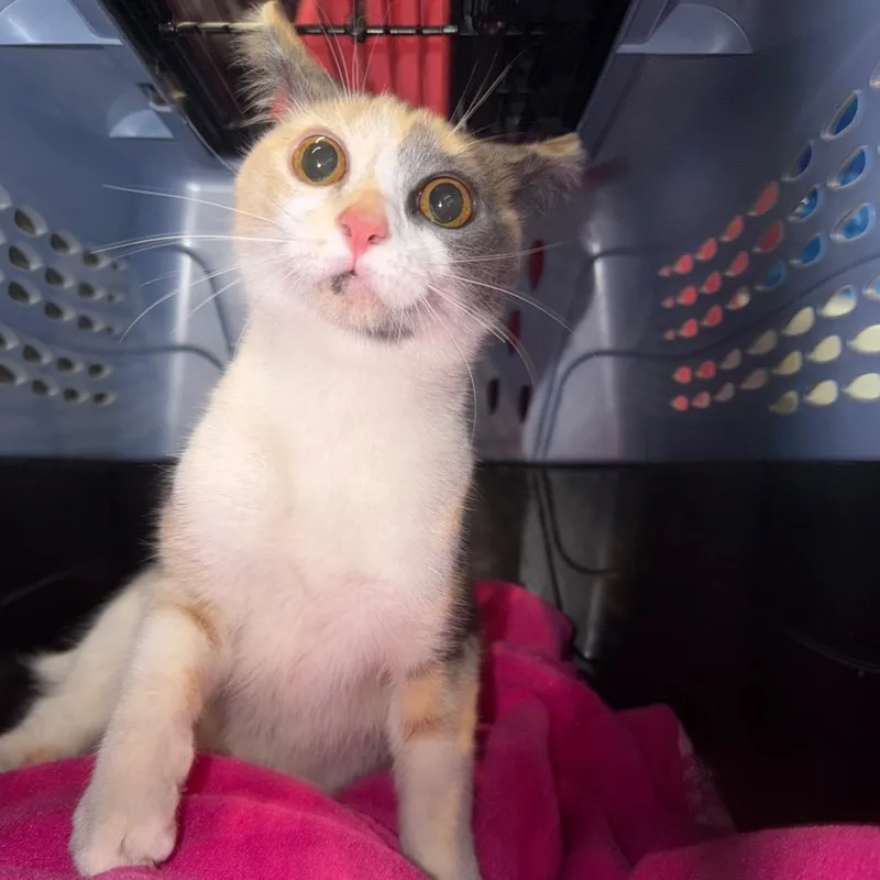 A young small-sized female Calico Domestic Short Hair cat named Harmony for adoption in Port Charlotte, FL