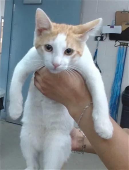 A baby small-sized male Domestic Short Hair cat named Billy for adoption in Salinas, CA