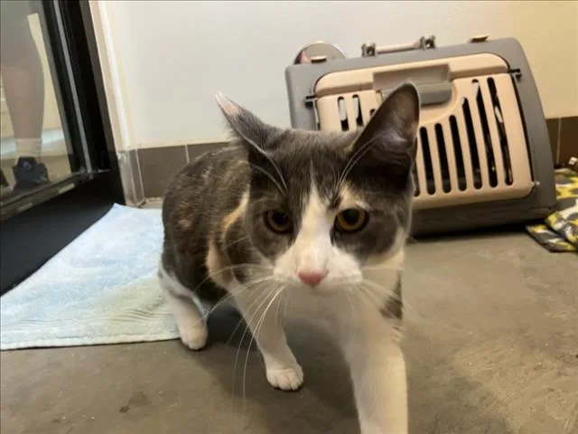 A young small-sized female Domestic Short Hair cat named Tart for adoption in Chapel Hill, NC