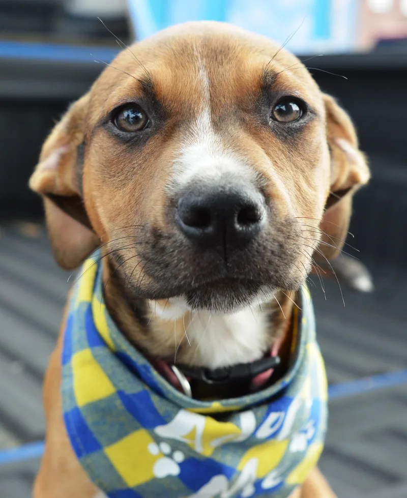 A baby small-sized male Bicolor Labrador Retriever dog named Lucky Buck for adoption in Hot Springs, AR
