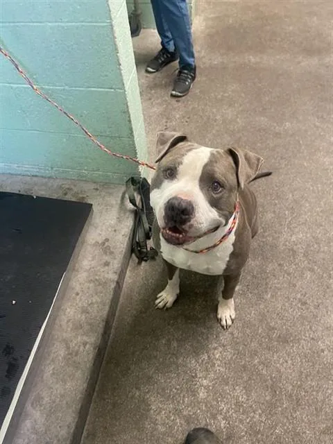 An adult large-sized male Pit Bull Terrier dog named Mullet for adoption in Sacramento, CA