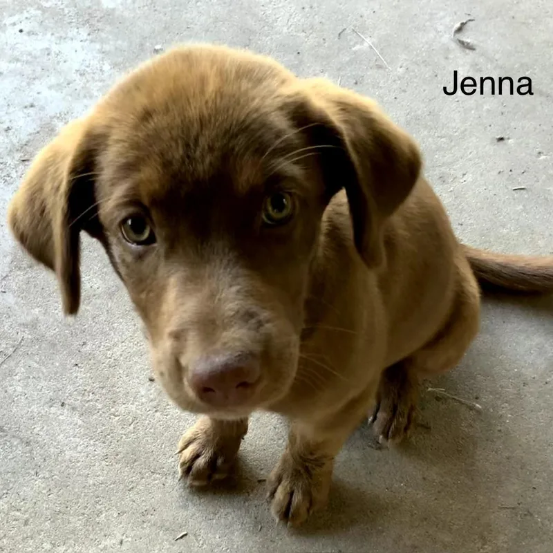 A baby medium-sized female Brown / Chocolate Labrador Retriever dog named Jenna for adoption in Mount Pleasant, TX