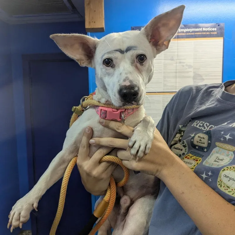 A young small-sized male White / Cream Corgi dog named Ooni for adoption in Wahiawa, HI