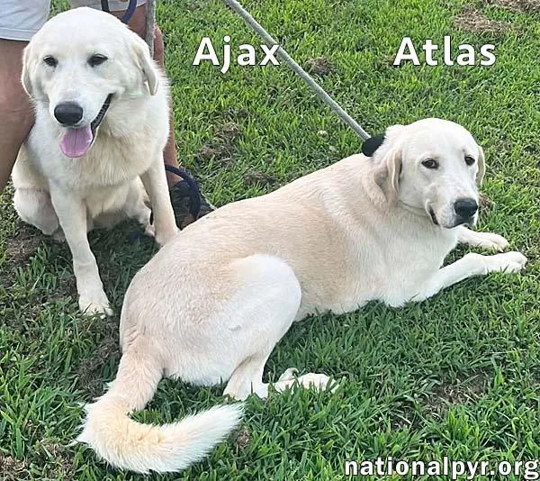 A young large-sized male White / Cream Great Pyrenees dog named Atlas & Ajax in for adoption in Beacon, NY