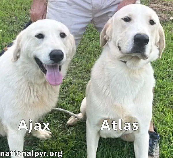 Atlas & Ajax in thumbnail 2
