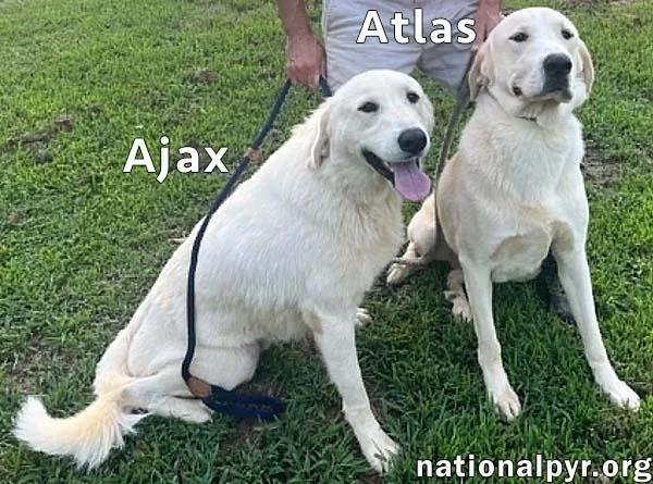 Atlas & Ajax in thumbnail 3