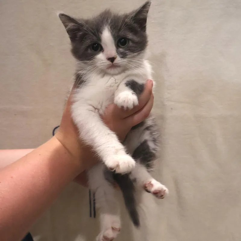A baby small-sized male Gray / Blue / Silver Domestic Short Hair cat named Dark for adoption in Saint Charles, MO