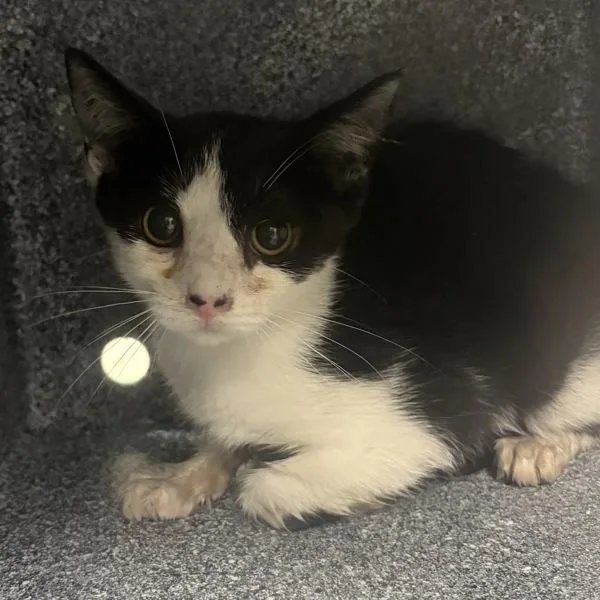 A baby medium-sized female Domestic Short Hair cat named Trixie for adoption in Des Moines, IA