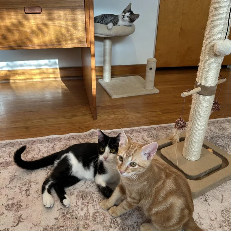 A baby small-sized male Domestic Short Hair cat named Ringo Starr for adoption in St. Louis, MO