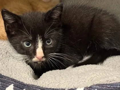 A baby small-sized male Domestic Short Hair cat named Rigby for adoption in Port Saint Joe, FL