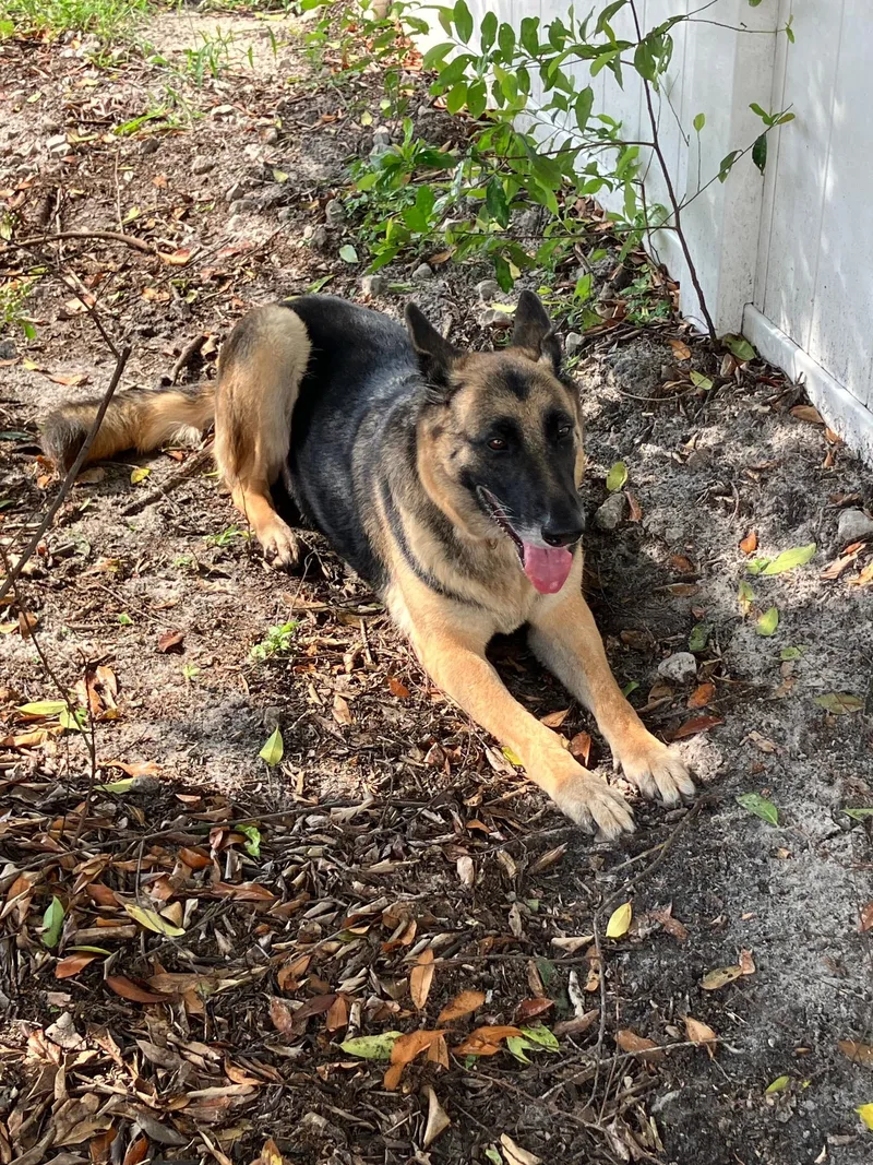 An adult large-sized female German Shepherd Dog dog named Frankie for adoption in Bradenton, FL