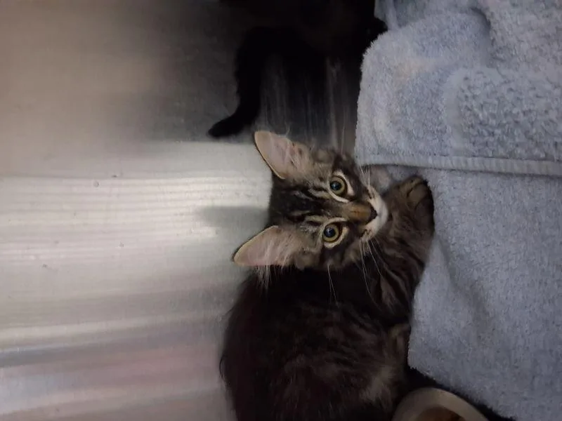Loki thumbnail 2