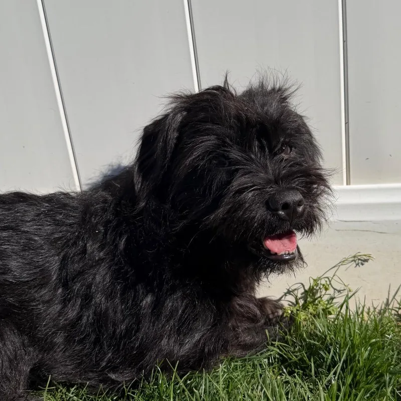 An adult small-sized female Poodle dog named Betty for adoption in Staten Island, NY