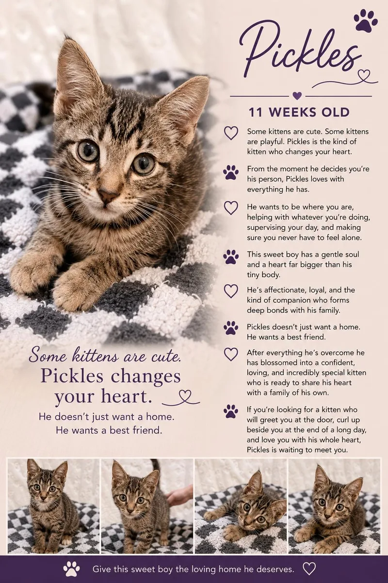 A baby medium-sized male Tabby (Brown / Chocolate) Tabby cat named Pickles Casey for adoption in Phoenix, AZ