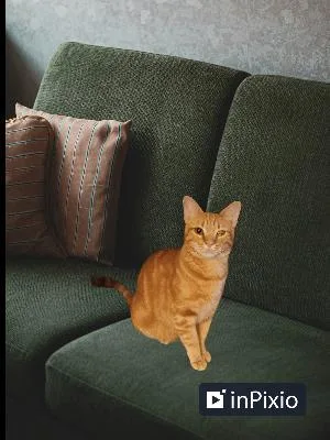 A young medium-sized male Tabby (Orange / Red) Domestic Short Hair cat named Carat for adoption in Antioch, CA