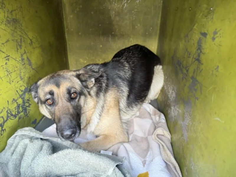 An adult large-sized female German Shepherd Dog dog named Mia for adoption in Burbank, CA