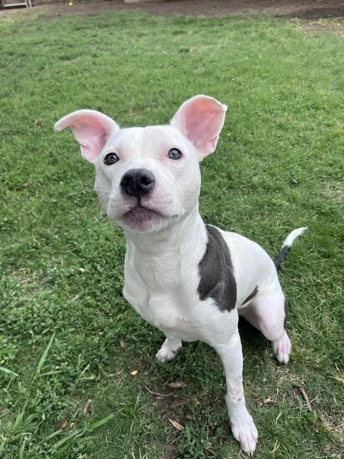 A young medium-sized female Pit Bull Terrier dog named Daisy A for adoption in Plano, TX