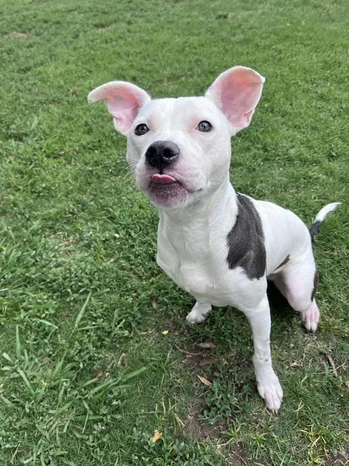 Daisy A thumbnail 4