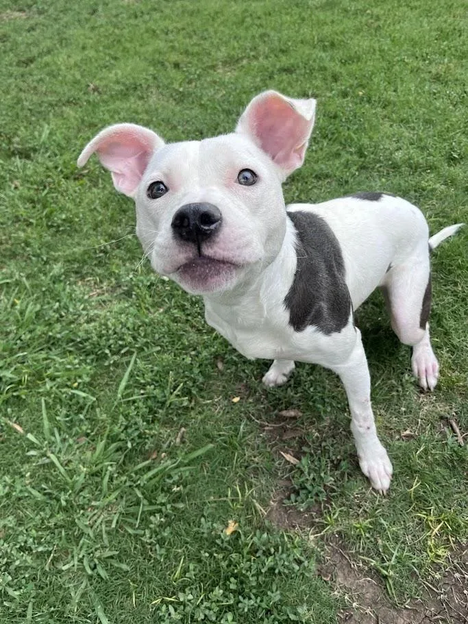 Daisy A thumbnail 6