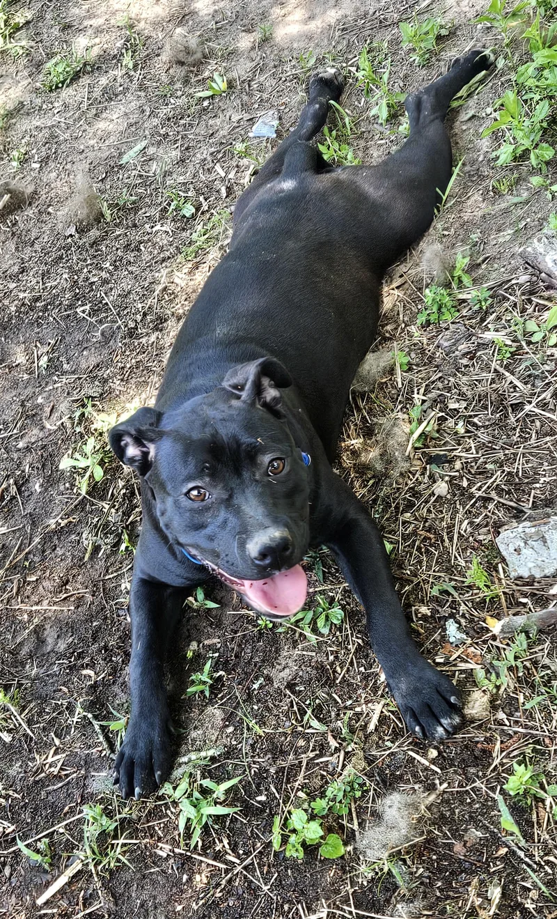 An adult medium-sized female Black Labrador Retriever dog named Preston for adoption in Magnolia, TX