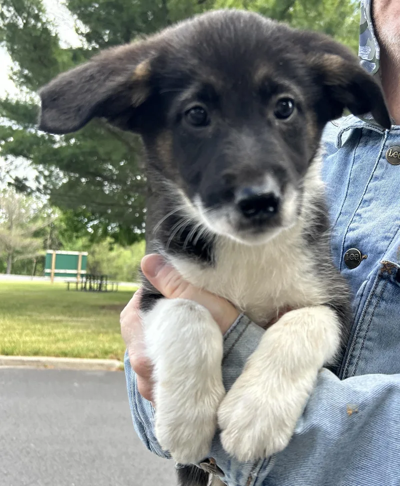 A baby large-sized male Black German Shepherd Dog dog named Yori for adoption in Pottsville, PA