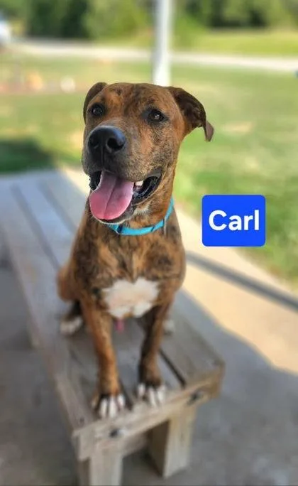A baby medium-sized male Labrador Retriever dog named Carl for adoption in Clinton, MO