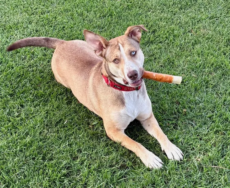 A young medium-sized female Mixed Breed dog named Stella for adoption in San Pedro, CA
