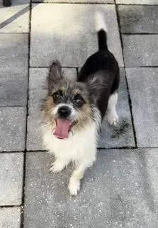 A young small-sized female Tricolor (Brown, Black, & White) Yorkshire Terrier dog named Bonita for adoption in Longwood, FL