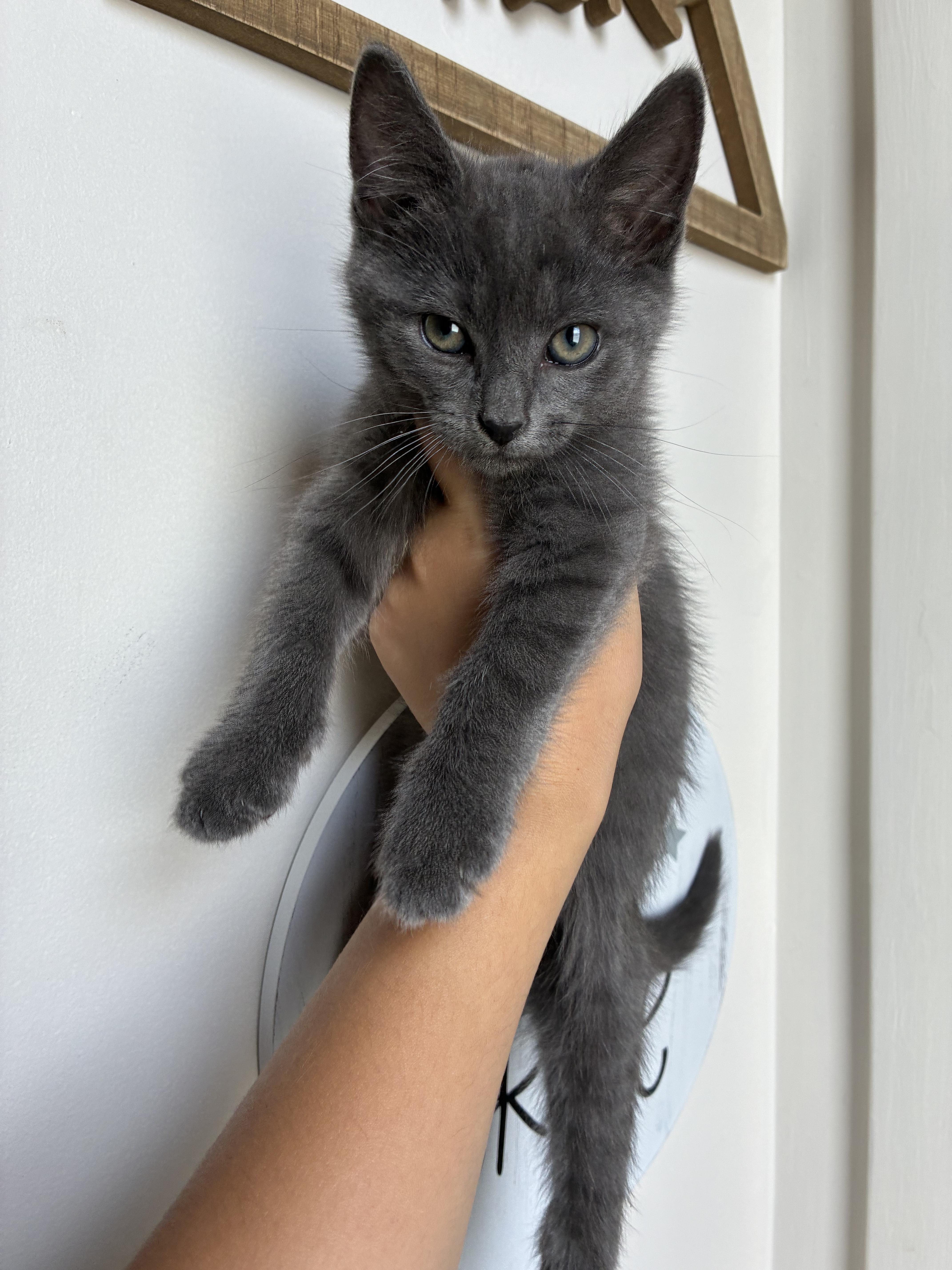 A baby medium-sized male Gray / Blue / Silver Domestic Short Hair cat named Crabby for adoption in Columbia, MD