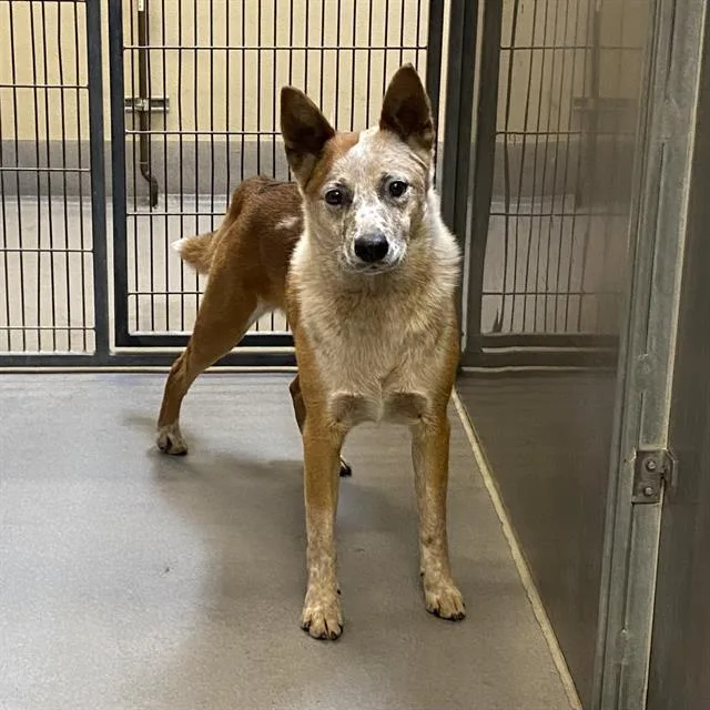 An adult medium-sized male Australian Cattle Dog / Blue Heeler dog named A for adoption in Modesto, CA