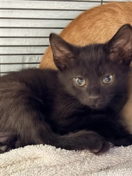 A baby small-sized male Domestic Short Hair cat named Declaration for adoption in Millersville, MD