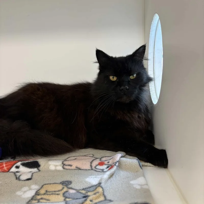 An adult extra large-sized male Black Maine Coon cat named Luner for adoption in Beaumont, TX