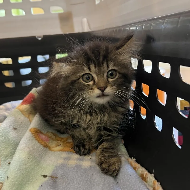 A young medium-sized female Domestic Long Hair cat named Dibs for adoption in Lynchburg, VA