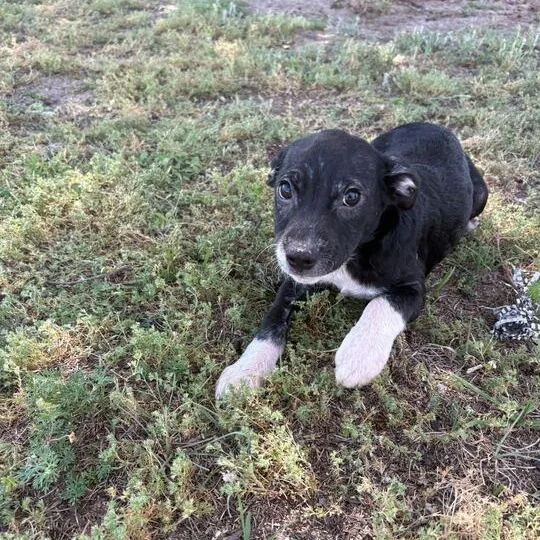 Biscotti thumbnail 2