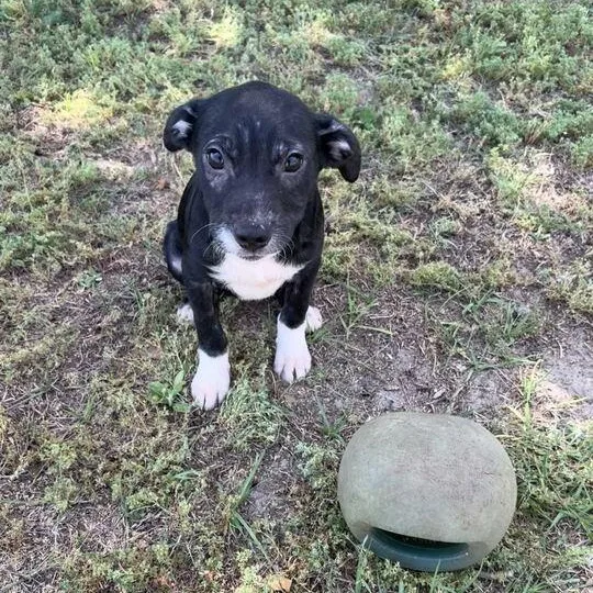 A baby medium-sized male Black Labrador Retriever dog named Biscotti for adoption in Valdosta, GA