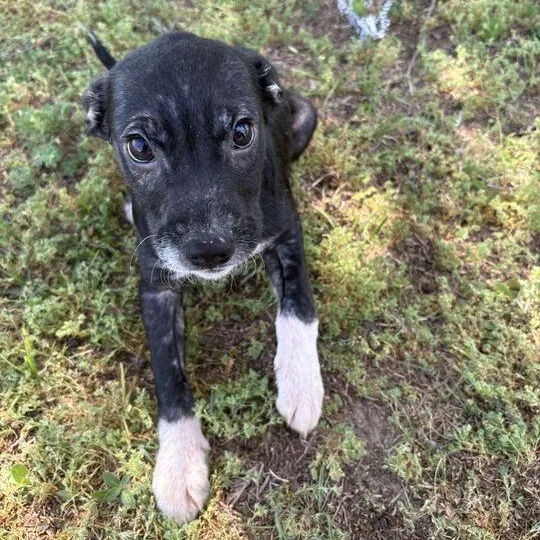 Biscotti thumbnail 3