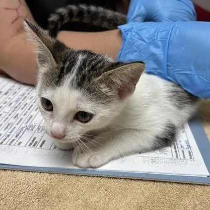 A baby small-sized female White Domestic Short Hair cat named Cascade for adoption in Tempe, AZ