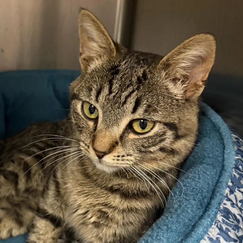 A young small-sized male Brown / Chocolate Domestic Short Hair cat named Hank for adoption in Marion, VA