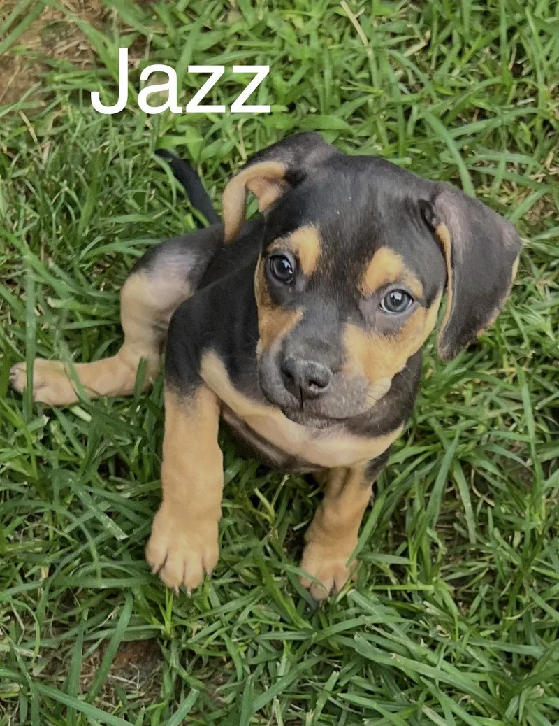 Jazz thumbnail 2