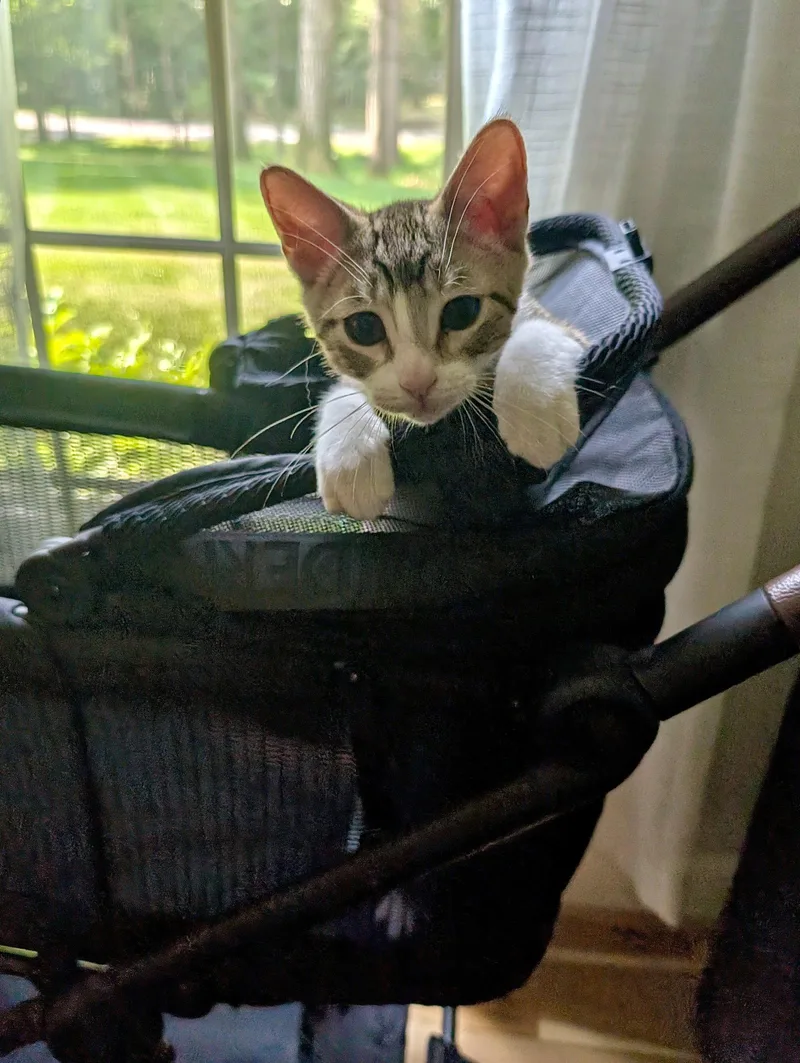 A baby medium-sized female Black & White / Tuxedo Domestic Short Hair cat named Frosted Flakes & Cookie for adoption in Herndon, VA